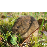 گونه ول ایرانی Iranian Vole